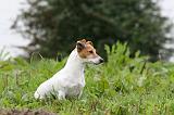 JACK RUSSEL 202